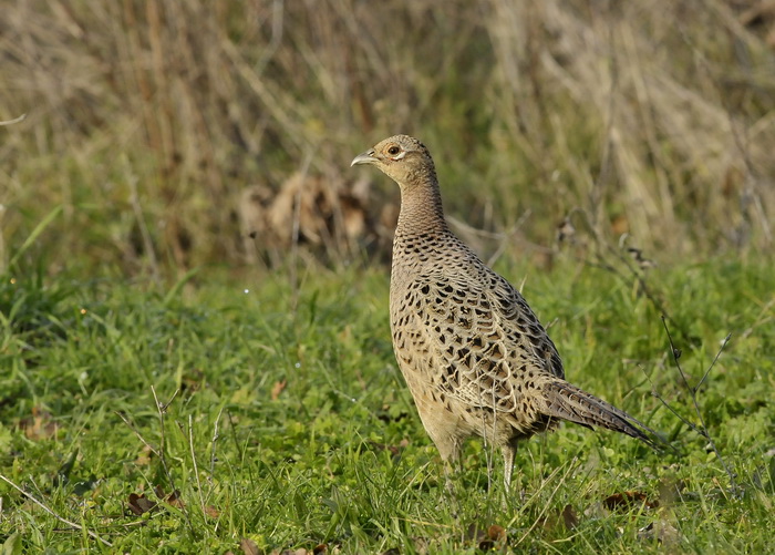 Fagiana -  Phasianus colchicus